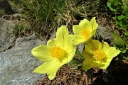 93 Pulsatilla alpina sulfurea